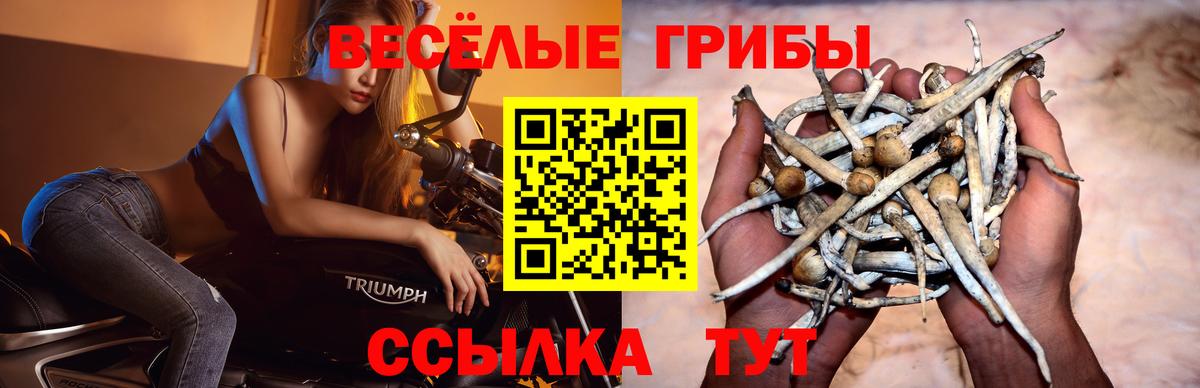 Псилоцибиновые грибы прущие грибы  Вход с VPN  купить   Бор  Галлюциногенные грибы Psilocybe 